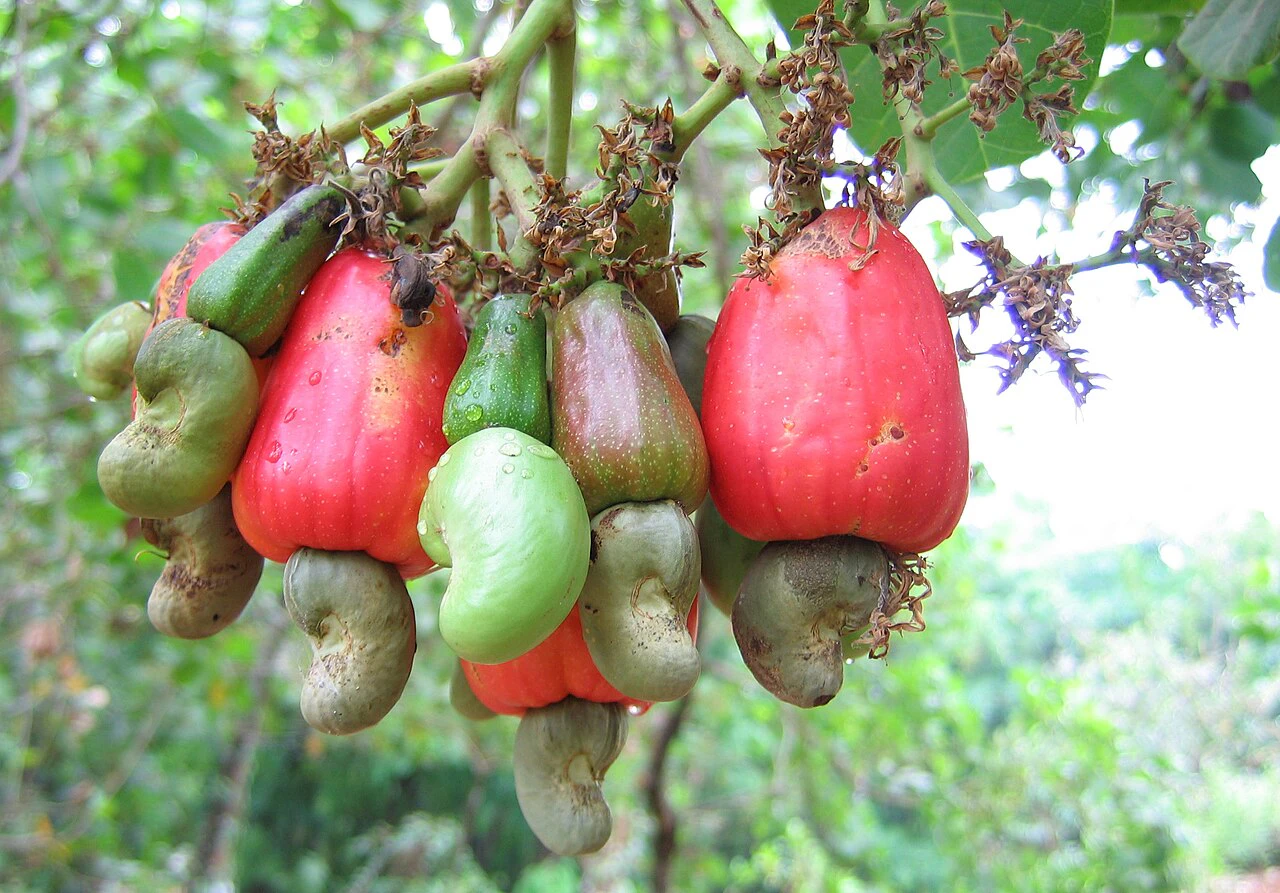 Premium Cashew Kernel Manufacturer in India | Vijay International